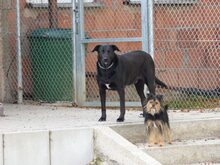 DIEGO, Hund, Labrador Retriever in Tirschenreuth - Bild 2
