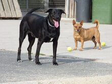 DIEGO, Hund, Labrador Retriever in Tirschenreuth - Bild 3