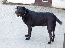 DIEGO, Hund, Labrador Retriever in Tirschenreuth - Bild 6