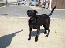 DIEGO, Hund, Labrador Retriever in Tirschenreuth - Bild 9
