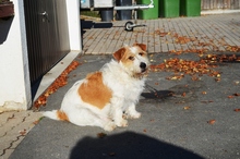 LEO, Hund, Mischlingshund in Tirschenreuth - Bild 1