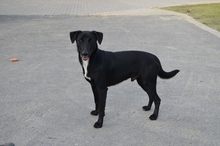 MARLEY, Hund, Mischlingshund in Tirschenreuth - Bild 1