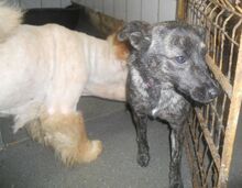 BONITA, Hund, Mischlingshund in Abensberg - Bild 1