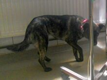 BONITA, Hund, Mischlingshund in Abensberg - Bild 9