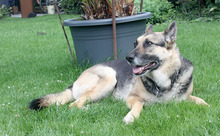 NEWBE, Hund, Deutscher Schäferhund in Greven - Bild 2
