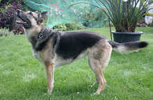 NEWBE, Hund, Deutscher Schäferhund in Greven - Bild 3