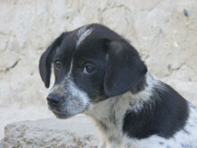 OTTILIA, Hund, Mischlingshund in Rumänien - Bild 1
