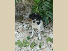 OTTILIA, Hund, Mischlingshund in Rumänien - Bild 2