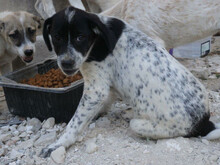 OTTILIA, Hund, Mischlingshund in Rumänien - Bild 3