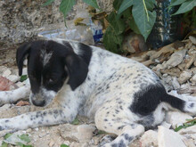 OTTILIA, Hund, Mischlingshund in Rumänien - Bild 4