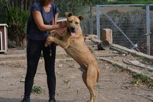 COHEN, Hund, Boxer-Mix in Spanien - Bild 3