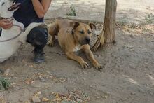 COHEN, Hund, Boxer-Mix in Spanien - Bild 9