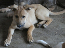 MOGLIA, Hund, Mischlingshund in Rumänien - Bild 4