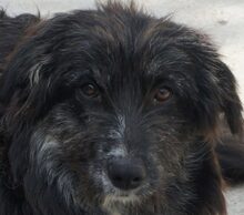 GLORY, Hund, Mischlingshund in Rumänien - Bild 1