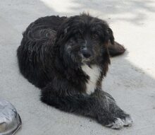GLORY, Hund, Mischlingshund in Rumänien - Bild 2