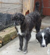 GLORY, Hund, Mischlingshund in Rumänien - Bild 3