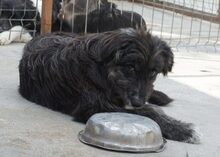 GLORY, Hund, Mischlingshund in Rumänien - Bild 4