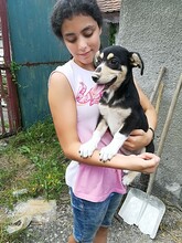 MELBA, Hund, Mischlingshund in Rumänien - Bild 2