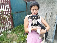 MELBA, Hund, Mischlingshund in Rumänien - Bild 3