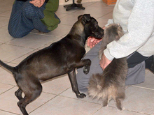 LEIKA, Hund, Mischlingshund in Düsseldorf - Bild 6