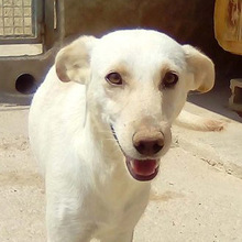 ALMA, Hund, Mischlingshund in Spanien - Bild 1