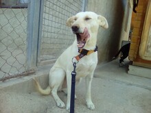 ALMA, Hund, Mischlingshund in Spanien - Bild 10