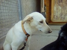 ALMA, Hund, Mischlingshund in Spanien - Bild 11