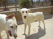 ALMA, Hund, Mischlingshund in Spanien - Bild 2
