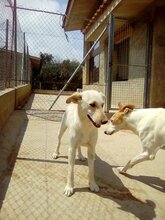 ALMA, Hund, Mischlingshund in Spanien - Bild 3