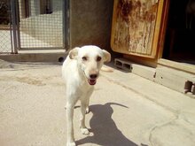 ALMA, Hund, Mischlingshund in Spanien - Bild 4