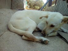 ALMA, Hund, Mischlingshund in Spanien - Bild 6