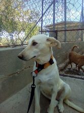ALMA, Hund, Mischlingshund in Spanien - Bild 8