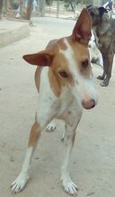 LOCO, Hund, Podenco in Spanien - Bild 1