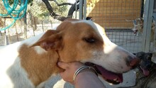 LOCO, Hund, Podenco in Spanien - Bild 10