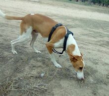 LOCO, Hund, Podenco in Spanien - Bild 11