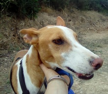 LOCO, Hund, Podenco in Spanien - Bild 2