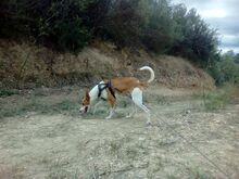 LOCO, Hund, Podenco in Spanien - Bild 5