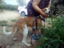 LOCO, Hund, Podenco in Spanien - Bild 7