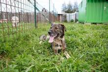 KRIVAN, Hund, Mischlingshund in Slowakische Republik - Bild 2