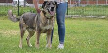 KRIVAN, Hund, Mischlingshund in Slowakische Republik - Bild 4