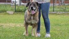 KRIVAN, Hund, Mischlingshund in Slowakische Republik - Bild 5