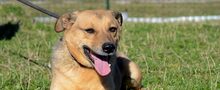 ZLATKO, Hund, Mischlingshund in Slowakische Republik - Bild 1