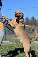 ZLATKO, Hund, Mischlingshund in Slowakische Republik - Bild 2