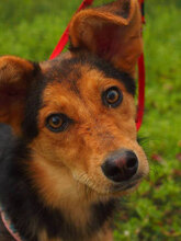 LUBOV, Hund, Mischlingshund in Mücke - Bild 1