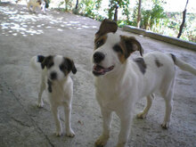 SARA, Hund, Mischlingshund in Bulgarien - Bild 2