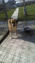 MAYA, Hund, Mischlingshund in Rumänien - Bild 2