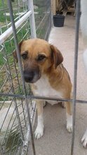 MAYA, Hund, Mischlingshund in Rumänien - Bild 3