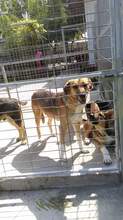 MAYA, Hund, Mischlingshund in Rumänien - Bild 5