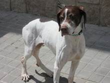 LUA, Hund, Pointer in Spanien - Bild 4