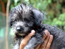 LILI, Hund, Mischlingshund in Italien - Bild 2